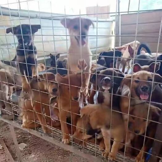 大关县狗狗活体中华田园犬土狗幼崽领养农村看家护院大黄狗