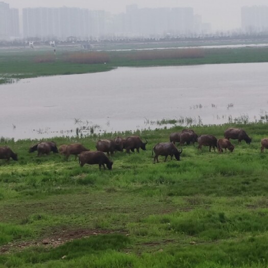 大冶市纯种本地湖边放养生态水牛看牛选牛谈价格质量有保障