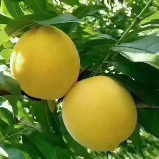 桂东县锦秀黄桃