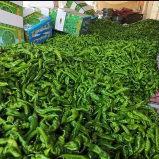 临高县来自万亩优质辣椒产地，大量供应不同品种精品辣椒，合作共赢！