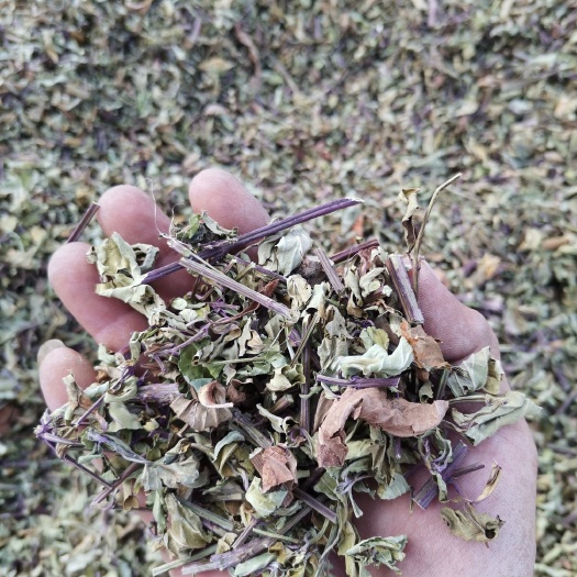 玉林中药材猫须草，化石草，肾茶批发量大从优