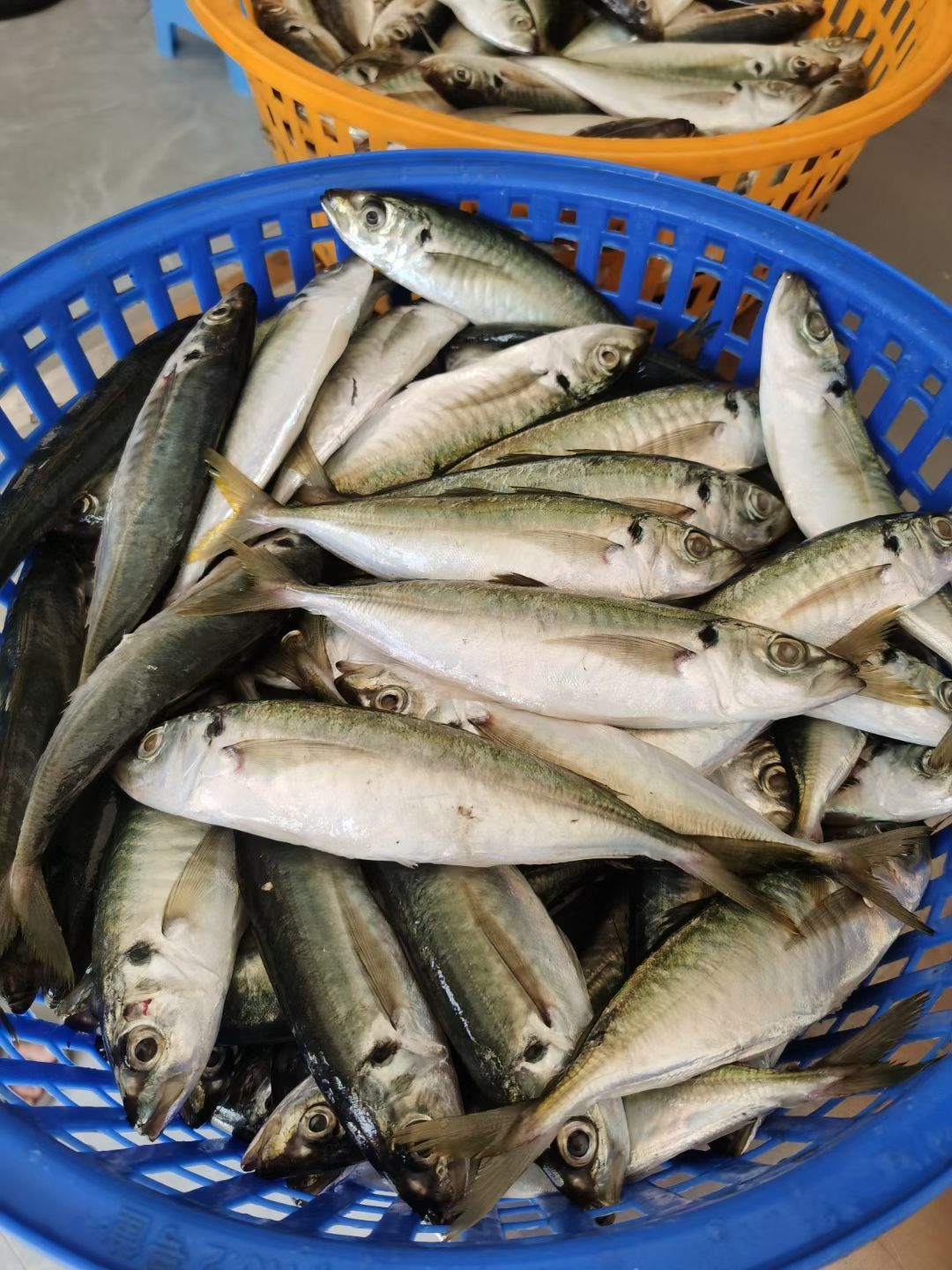 鲜巴浪鱼