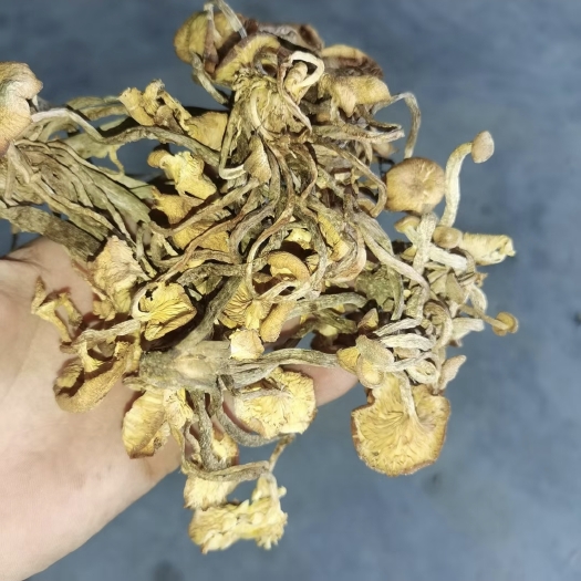 随县青杠菌