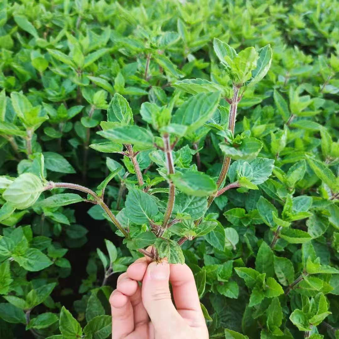 新鲜仙草现采现发 高胶质仙草凉粉草  当天下单第二天发货