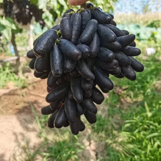 澧县蓝宝石葡萄，脆嫩多汁  入口甜蜜  自然无核