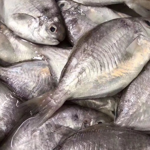 东山县肉鲳鱼