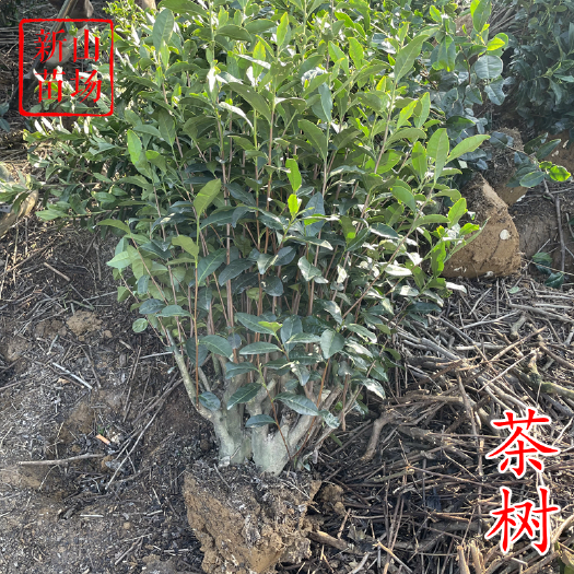 小茶树工程用茶叶树苗根系发达带原土发货春秋采嫩芽嫩叶茶苗