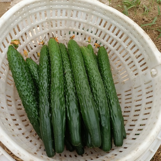襄汾县襄汾新密刺黄瓜