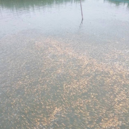 许昌出售  锦鲤  黑黄   红草等有需要的来聊