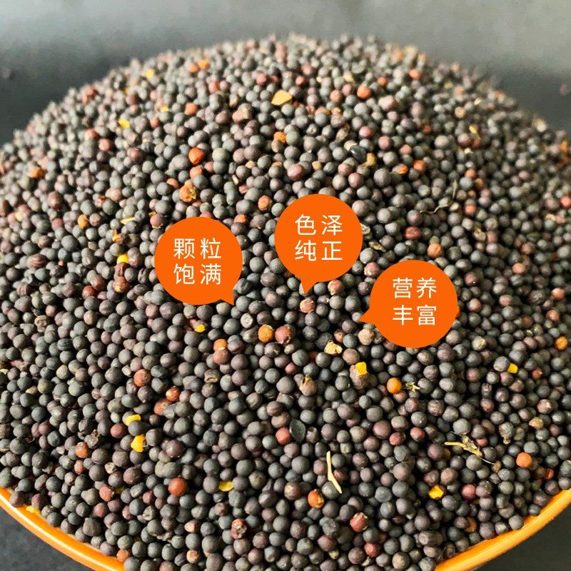 油菜籽种子，油菜花种子室外观赏食用耐寒耐旱春秋油菜