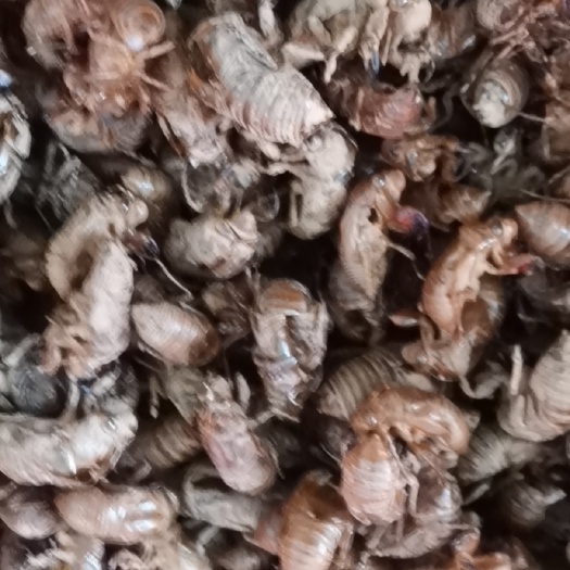 灵宝市金蝉蜕