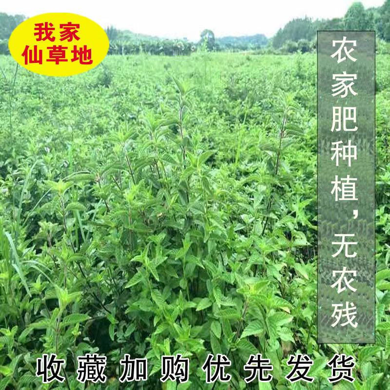 新鲜仙草现采现发 高胶质仙草凉粉草  当天下单第二天发货