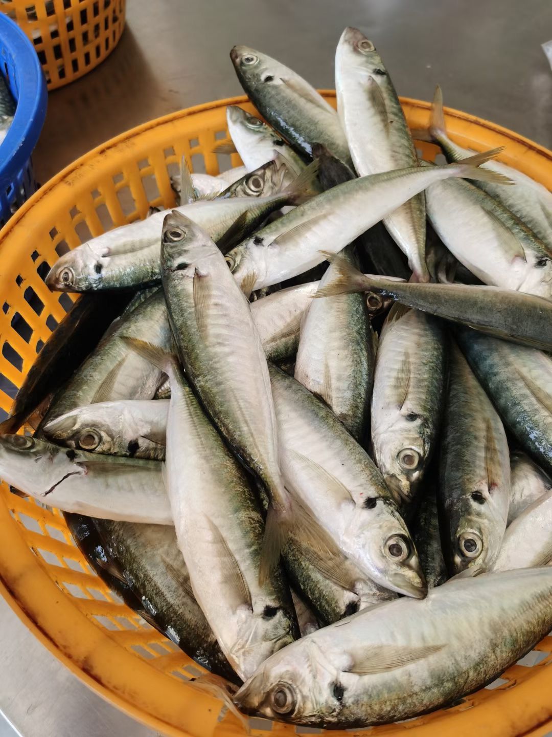 鲜巴浪鱼