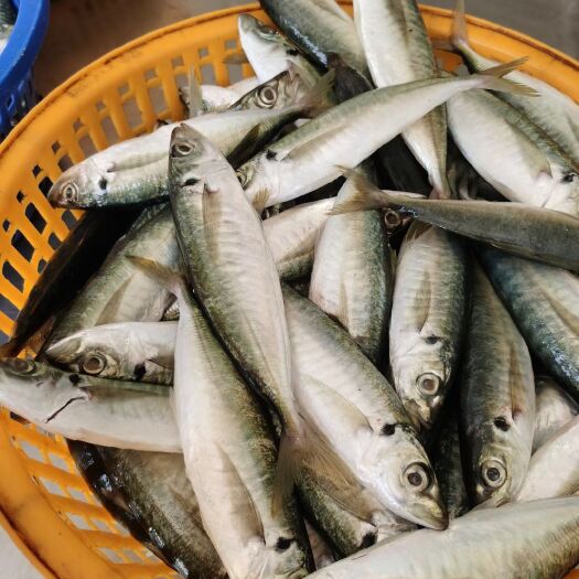 东山县鲜巴浪鱼