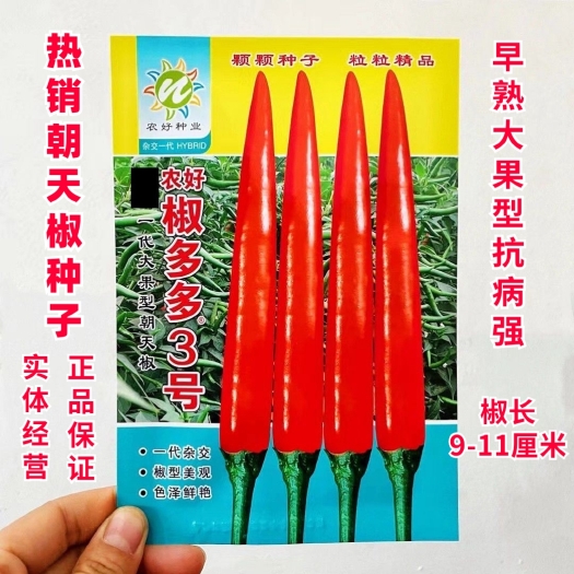 南宁椒多多3号辣椒种子 早熟大果型抗病强