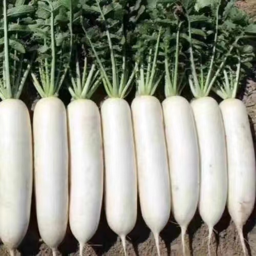 陆良县精品白萝卜 大量现货，随时装车