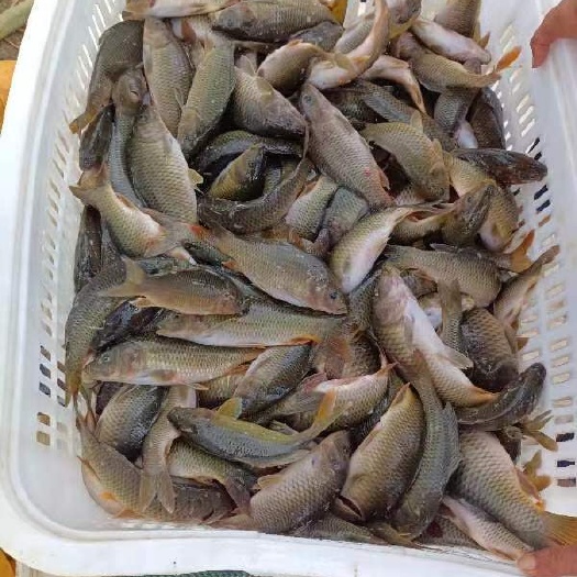 武冈市禾花鲤鱼