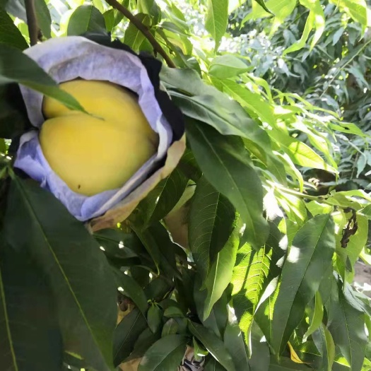 扶风县黄桃