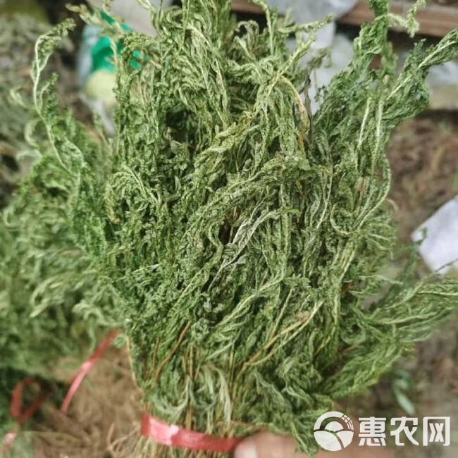 石上柏,深绿卷柏,地侧柏,