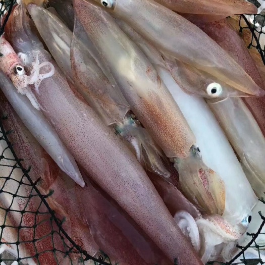 东山县大船钓大管