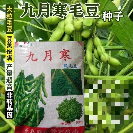精选九月寒晚毛豆种子，500克