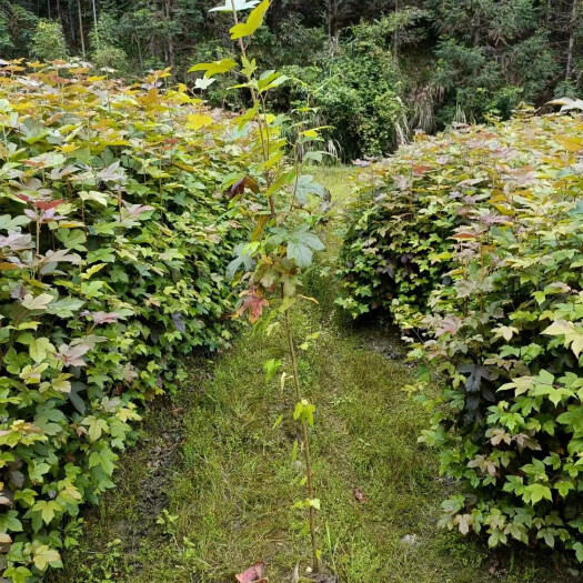 长沙伟创园林枫香杯苗价格枫香杯苗基地枫香苗批发