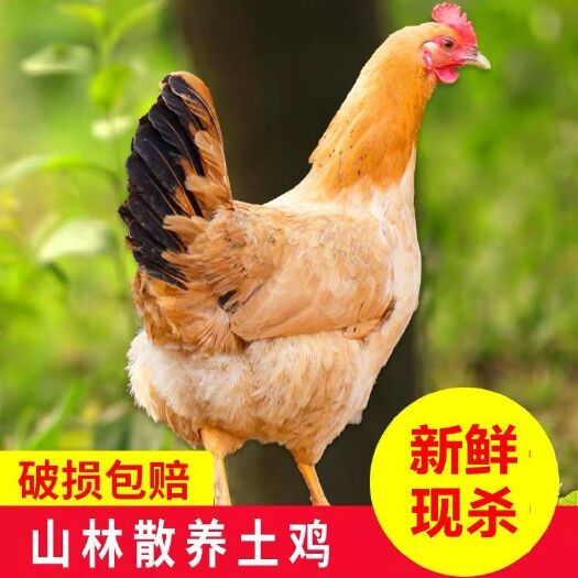 新鲜活杀三黄鸡农家散养土鸡老母鸡整鸡鸡肉月子鸡