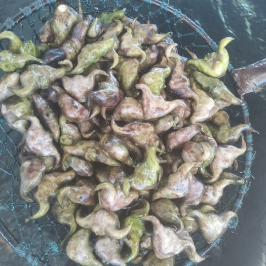 蕲春县菱角熟吃粉糯香甜，菱角米可炖汤，可炒食。