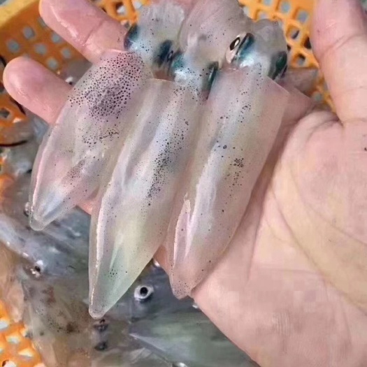 东山县鲜一口管