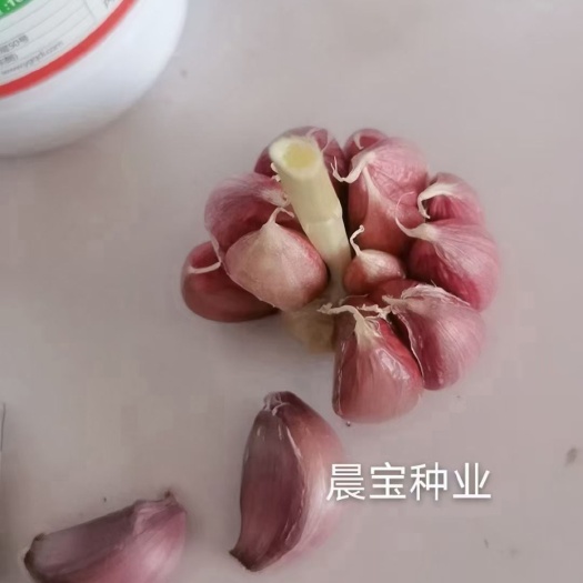 金乡县大蒜种子，晨宝金蒜球，晨宝蒜乡红