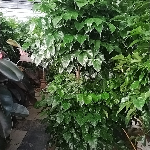 成都处理一批幸福树