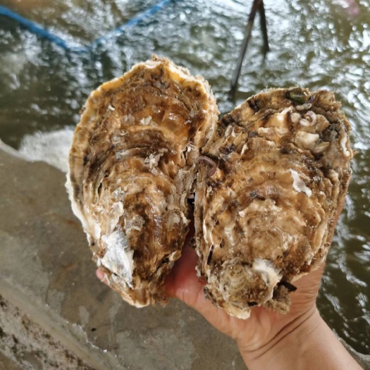 乳山市乳山三倍体生蚝原产地直发，一手货源，品质保证，有意向小窗口滴
