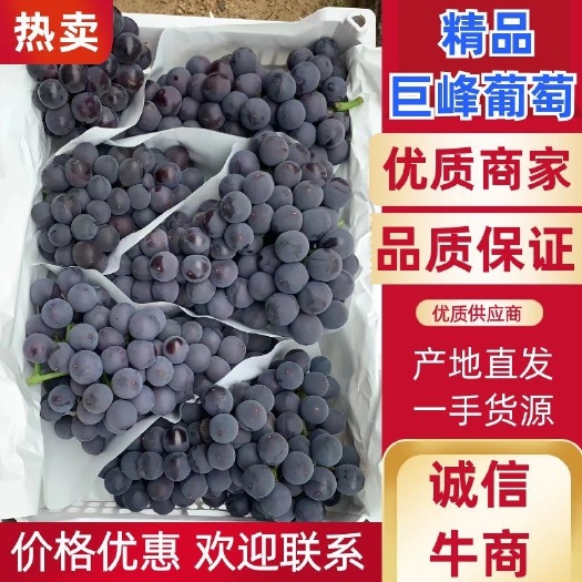 北镇市辽宁巨峰葡萄，阳光玫瑰，颗粒大，串型，均匀，口感好，糖度高