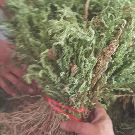 紫云县石上柏,深绿卷柏,地侧柏,
