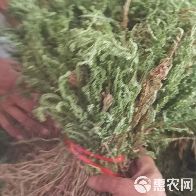 石上柏,深绿卷柏,地侧柏,