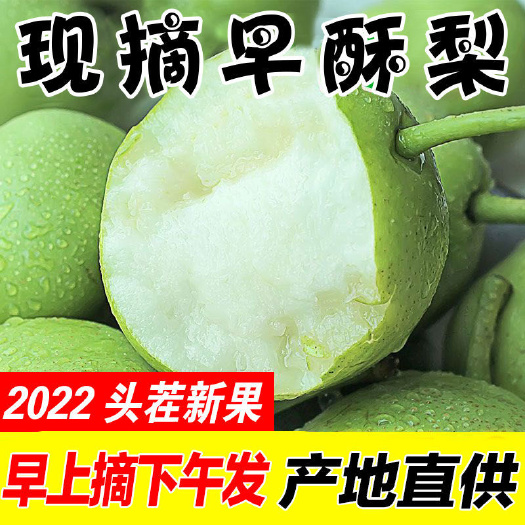 延长县陕西酥梨当季水果农家自产新鲜早酥梨脆甜现摘现