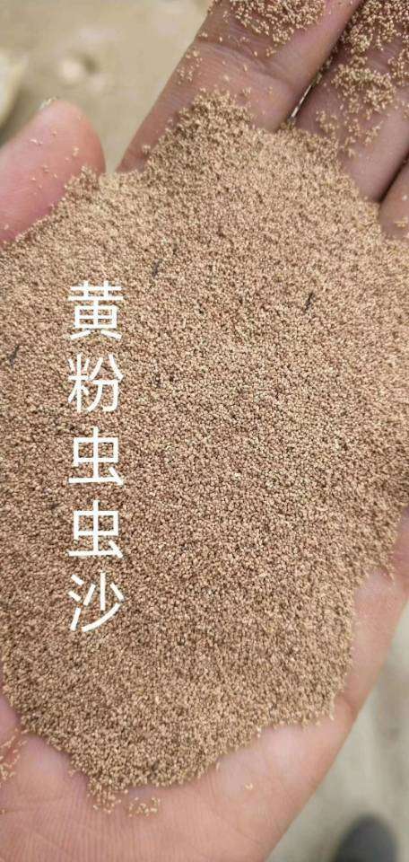 石家庄黄粉虫 粪便