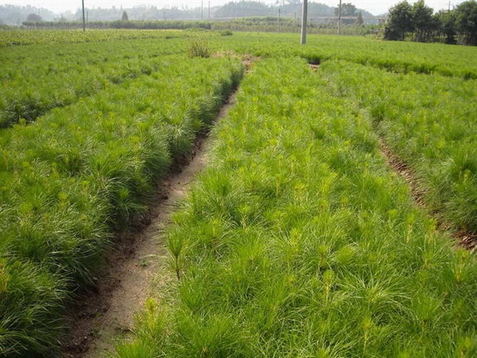 九江湿地松杯苗，湿地松营养杯苗，一年生湿地松小苗价格