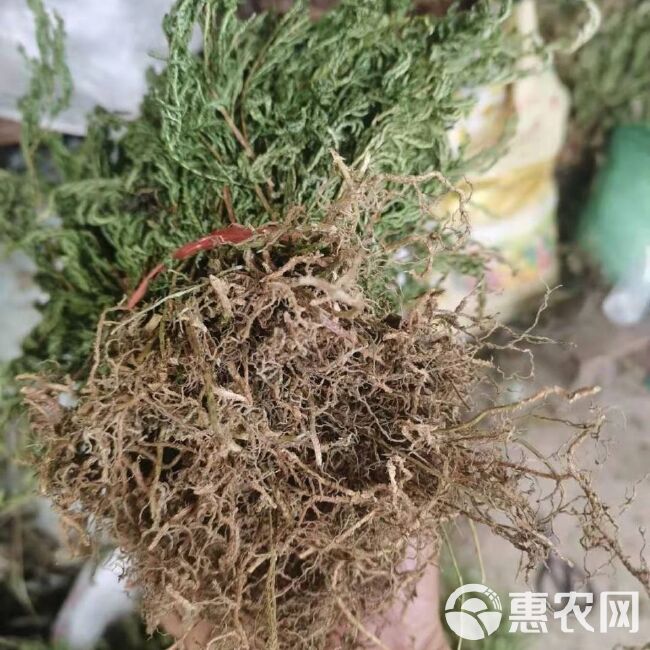 石上柏,深绿卷柏,地侧柏,