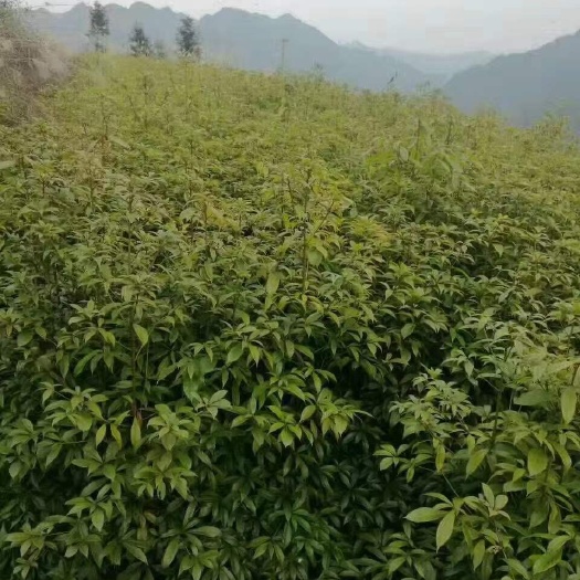 九江伟创园林金丝楠木小苗小叶小叶桢楠杯苗基地批发