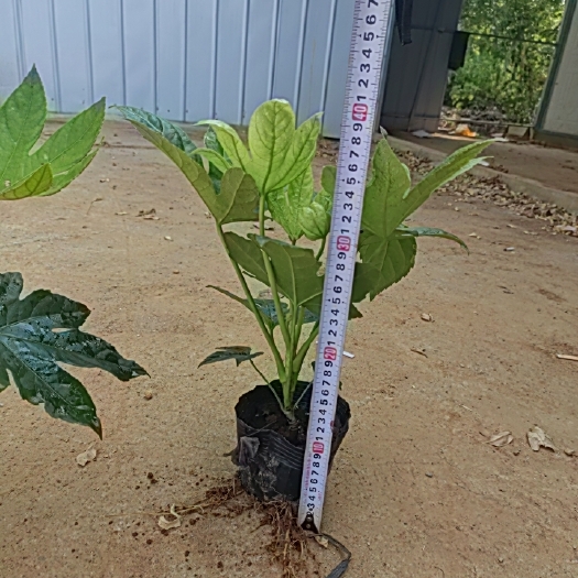 武汉精品大杯八角金盘，价格优惠，需要的老板可联系