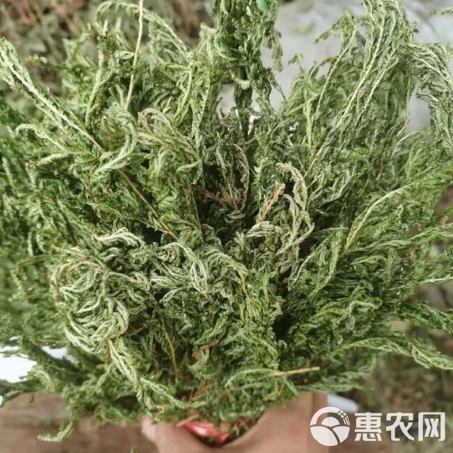 石上柏,深绿卷柏,地侧柏,