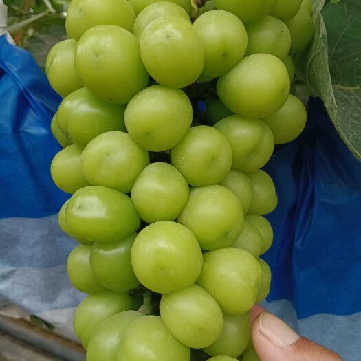 砀山县阳光玫瑰