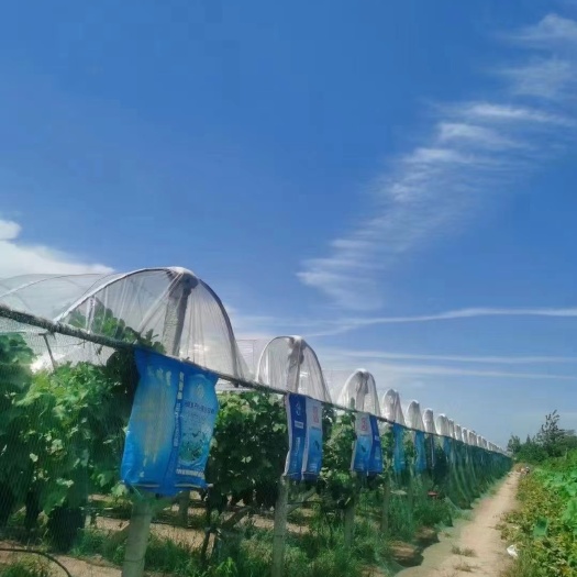 临澧县自家的葡萄园种植基地，现摘现卖，不打农药，不浸泡防腐剂