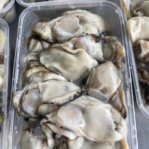 连云港当天现剥大个生蚝肉，