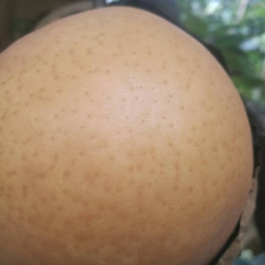 唐河县晚秋黄梨，果大水多