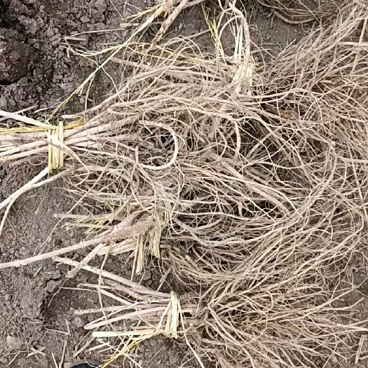 白山刺嫩芽苗。大量批发刺嫩芽苗。
