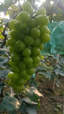 卢龙县阳光玫瑰葡萄冷库阳光玫瑰葡萄
