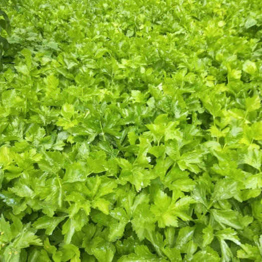 理县（热销）白芹，自家种植，可长期供货，有7～8千斤，根白直