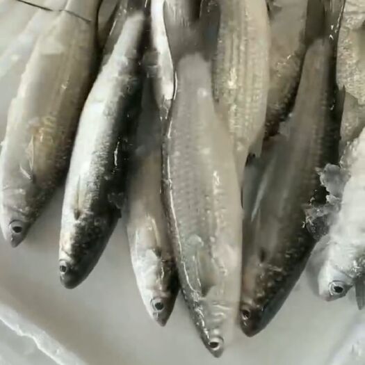 尖头鱼